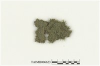 藏品(細鱗蘚屬)的圖片